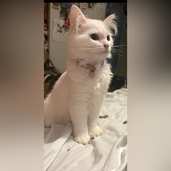 Meet your Posher, Megan and CATS!! Haha cats 🐈⬛ 🐾 🐈 - Picture 2 of 7